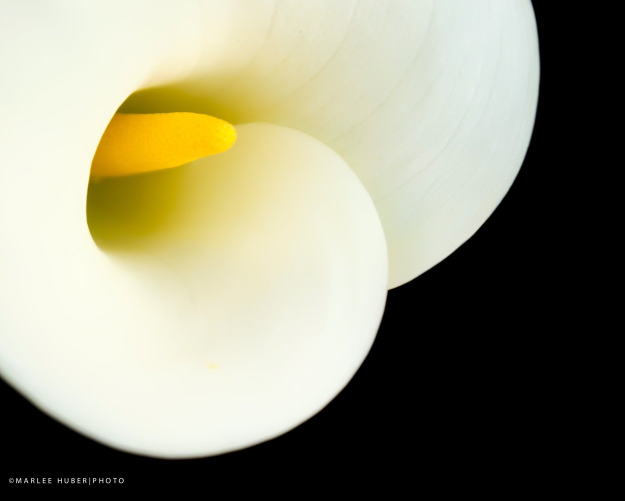 Белокрыльник (Калла)