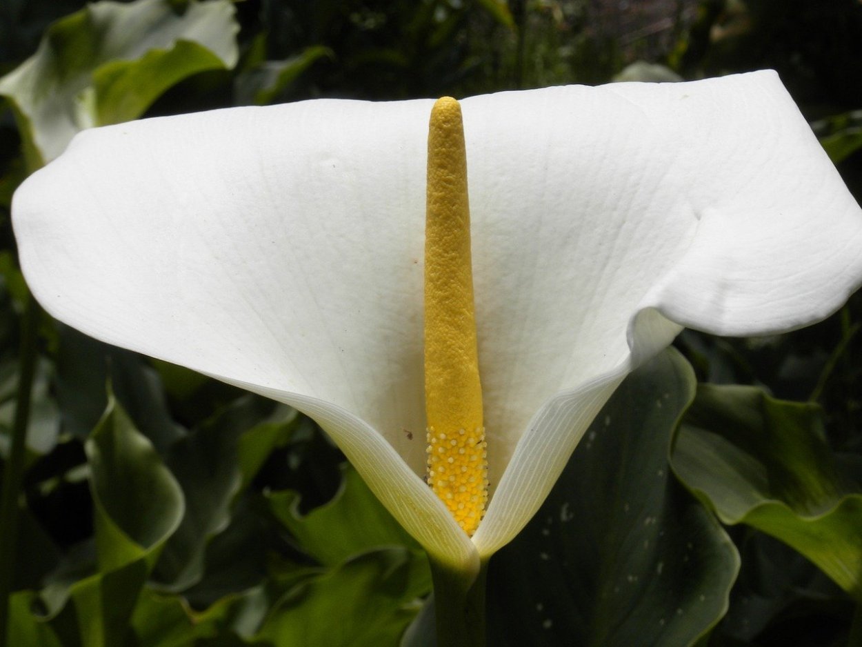 Calla Lily цветок листья