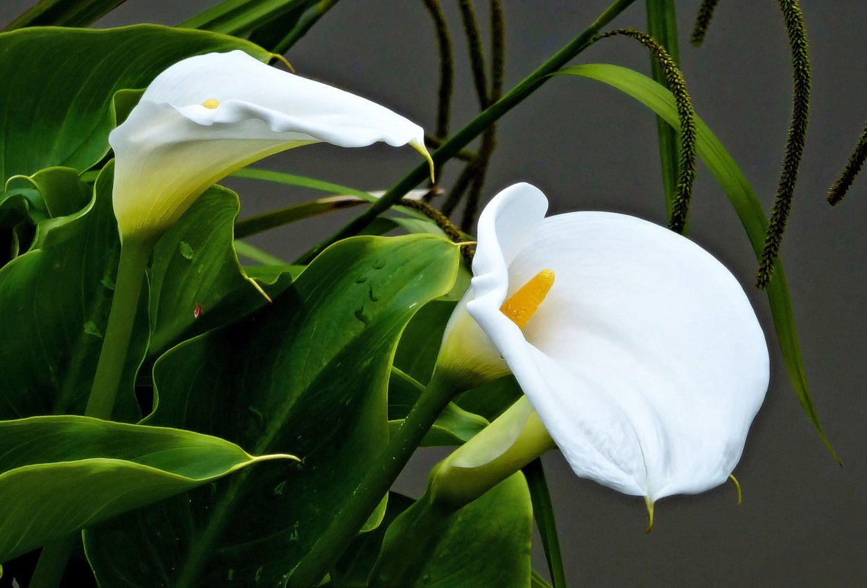 Калла эфиопская (белокрыльник)