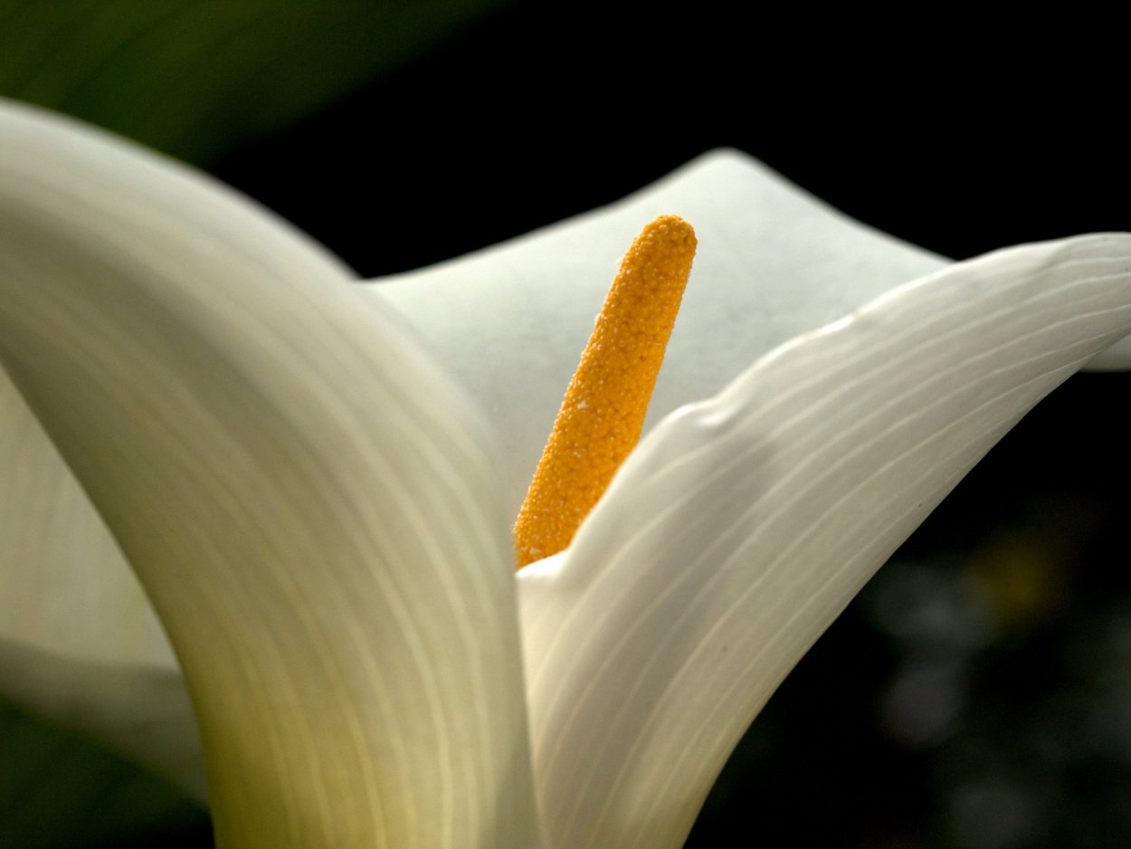 Спатифиллум Уоллиса соцветие