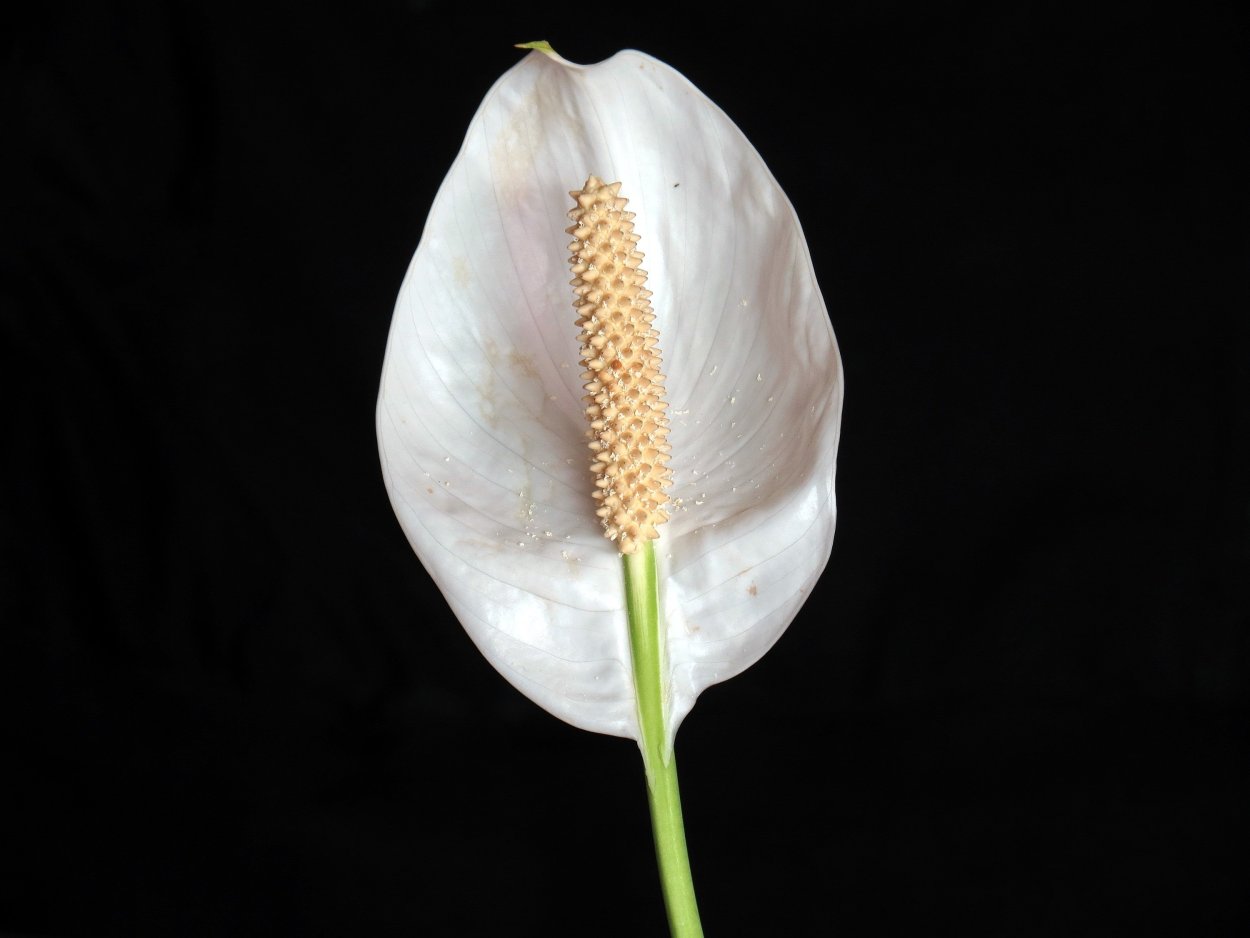 Каллы макро