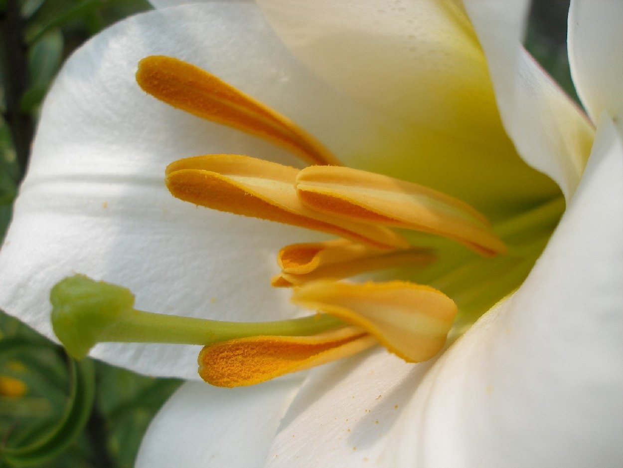 Цветы черные белокрыльник