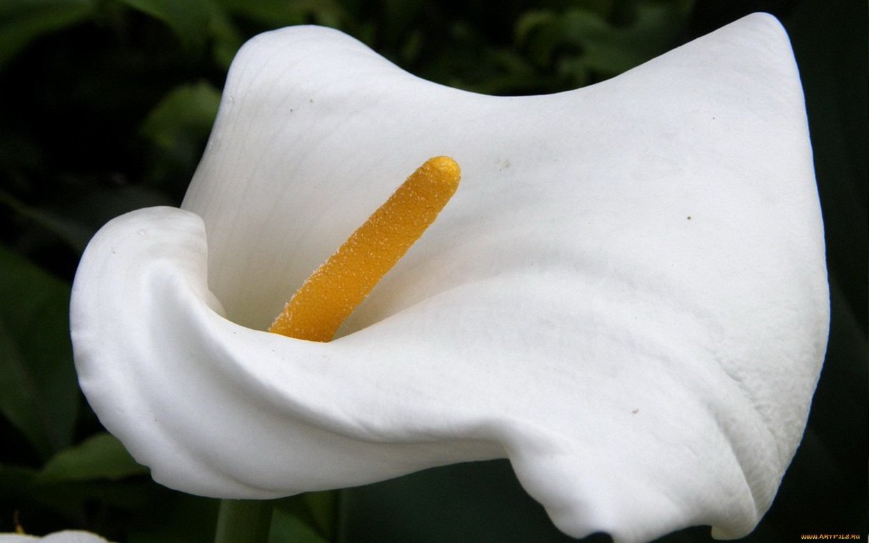 Калла с желтым пестиком