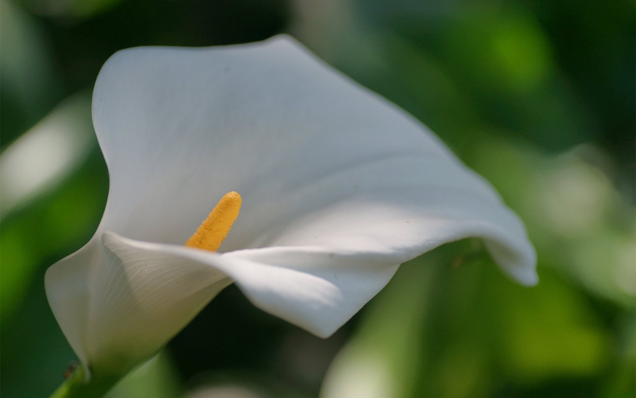 Калла (Zantedeschia) Самур
