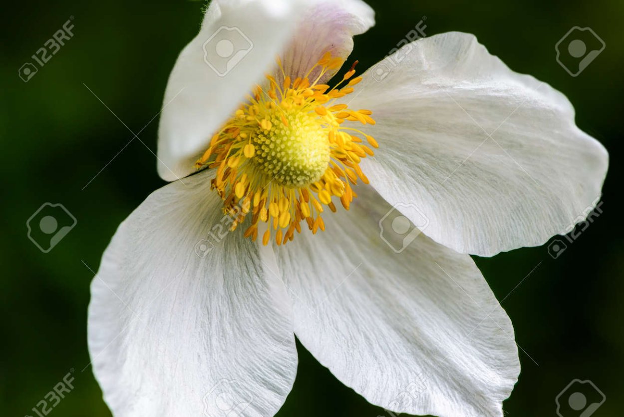 Белокрыльник Эфиопский