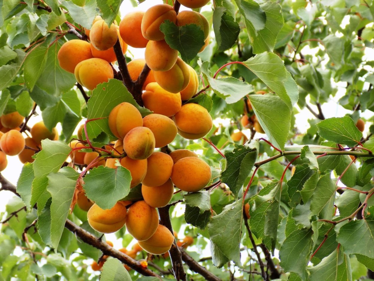Абрикос обыкновенный дерево
