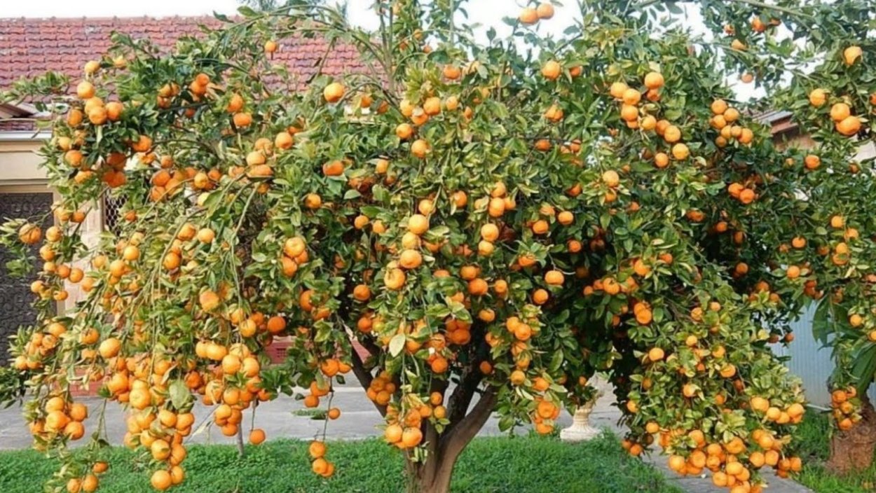 Штамбовый мандарин