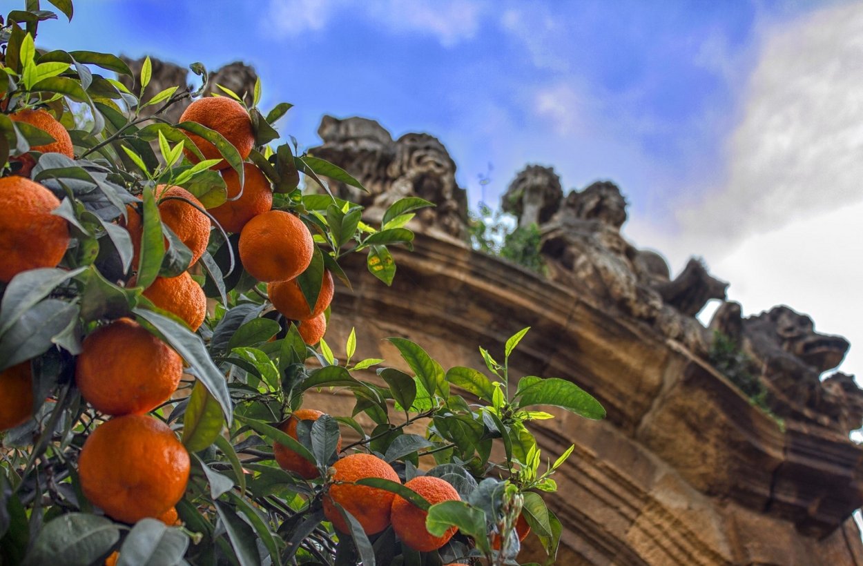 Мандарины на рабочий стол