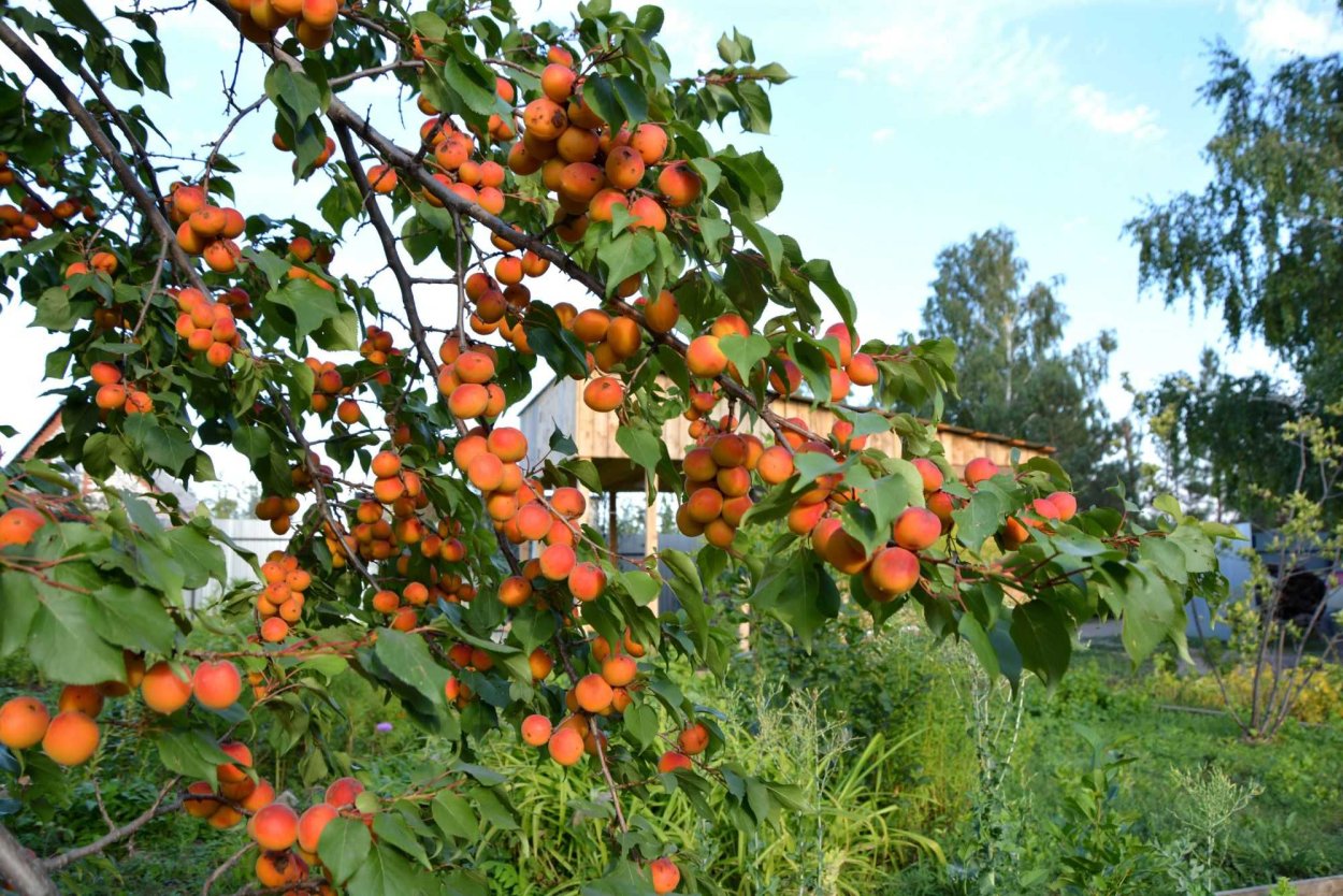 Абрикос обыкновенный дерево