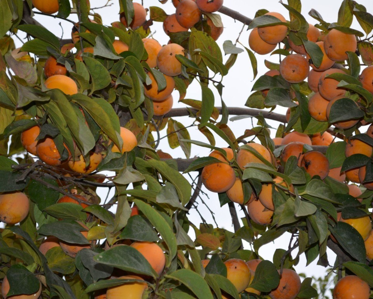 Хурма Королек Азербайджан