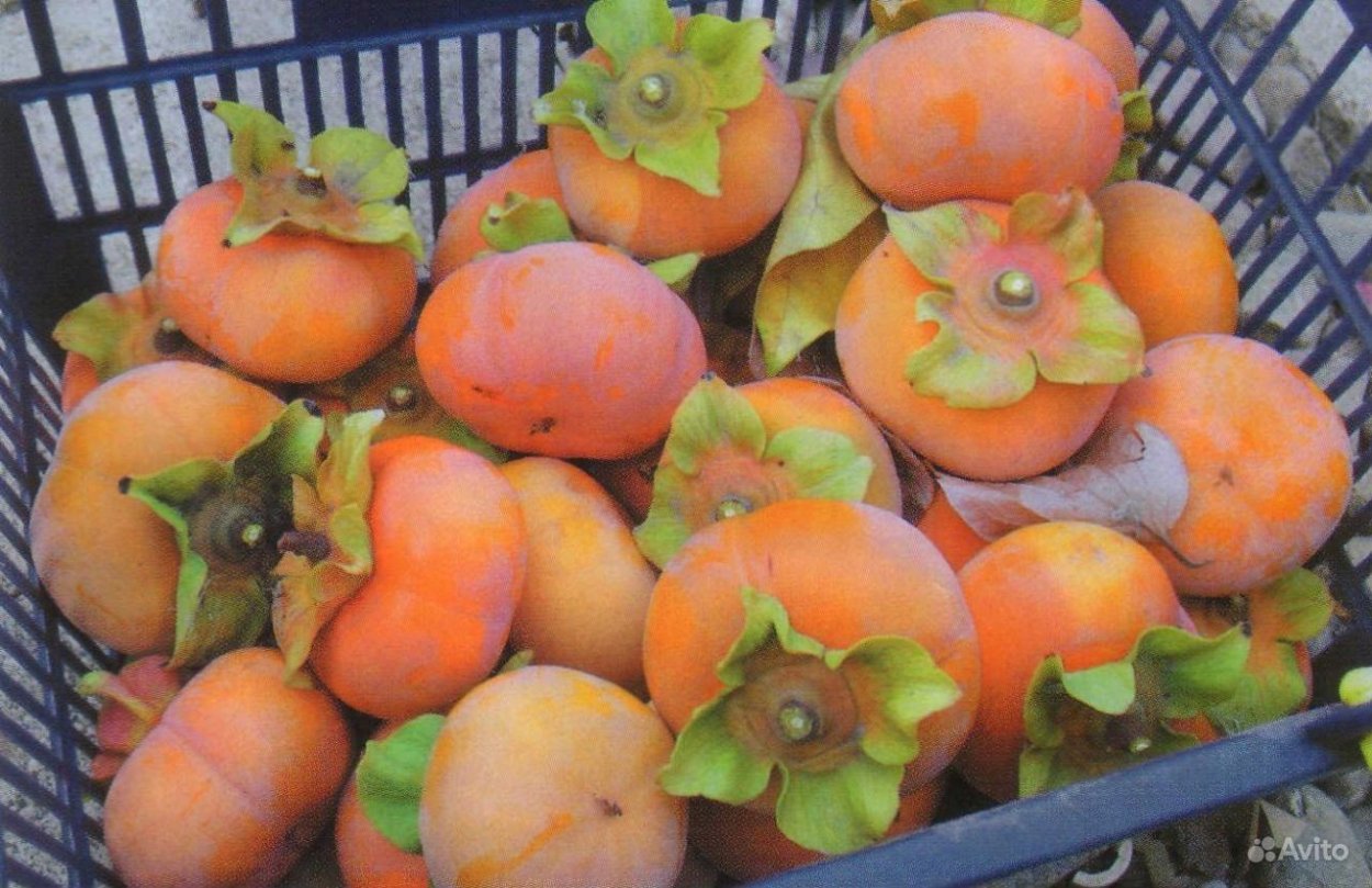 Разновидность фурма хурма