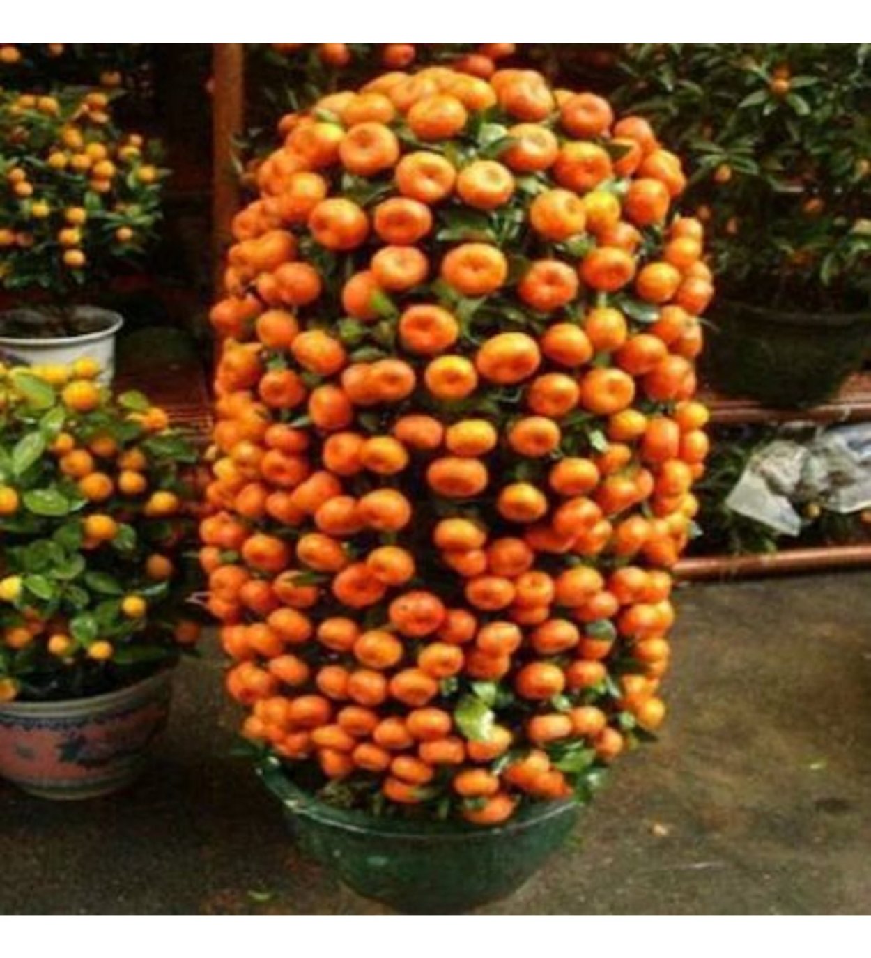 Кумкват бонсай