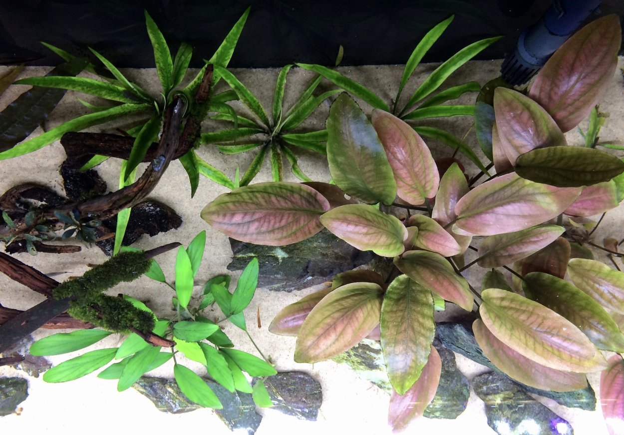 Криптокорина Спиралис ред