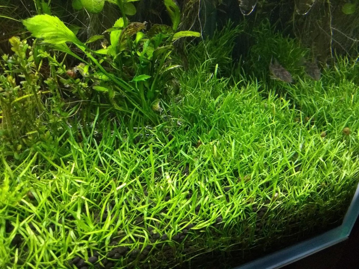 Папоротник таиландский Винделова