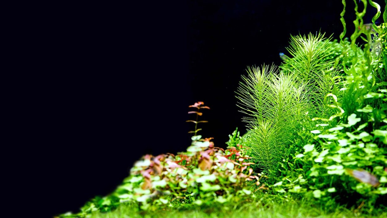 Хедиотис Зальцмана (Hedyotis salzmannii)