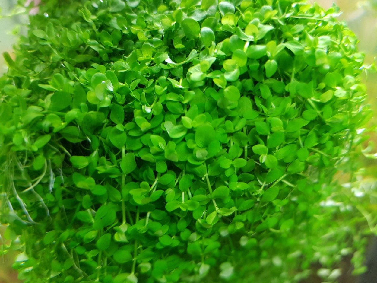 Лобелия Кардиналис