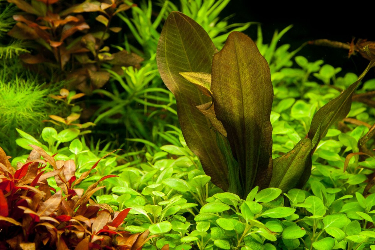 Фуртадо аквариумное растение