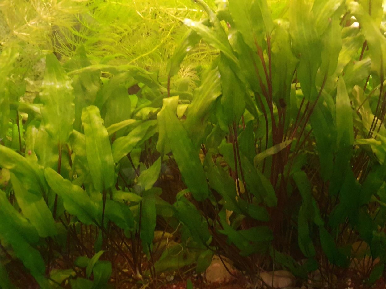 Гетерантера остролистная (Heteranthera zosterifolia)