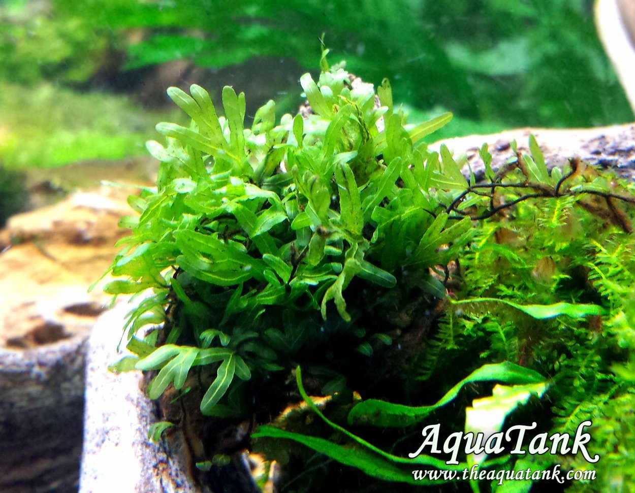 Криптокорина Вендта апоногетонолистная