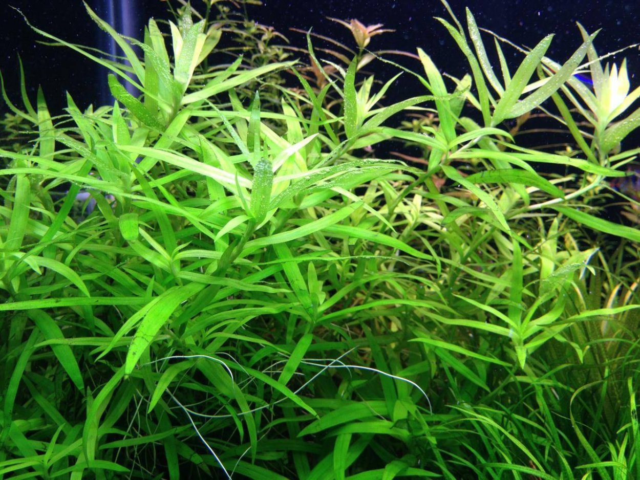 Анубиас бартера Нана