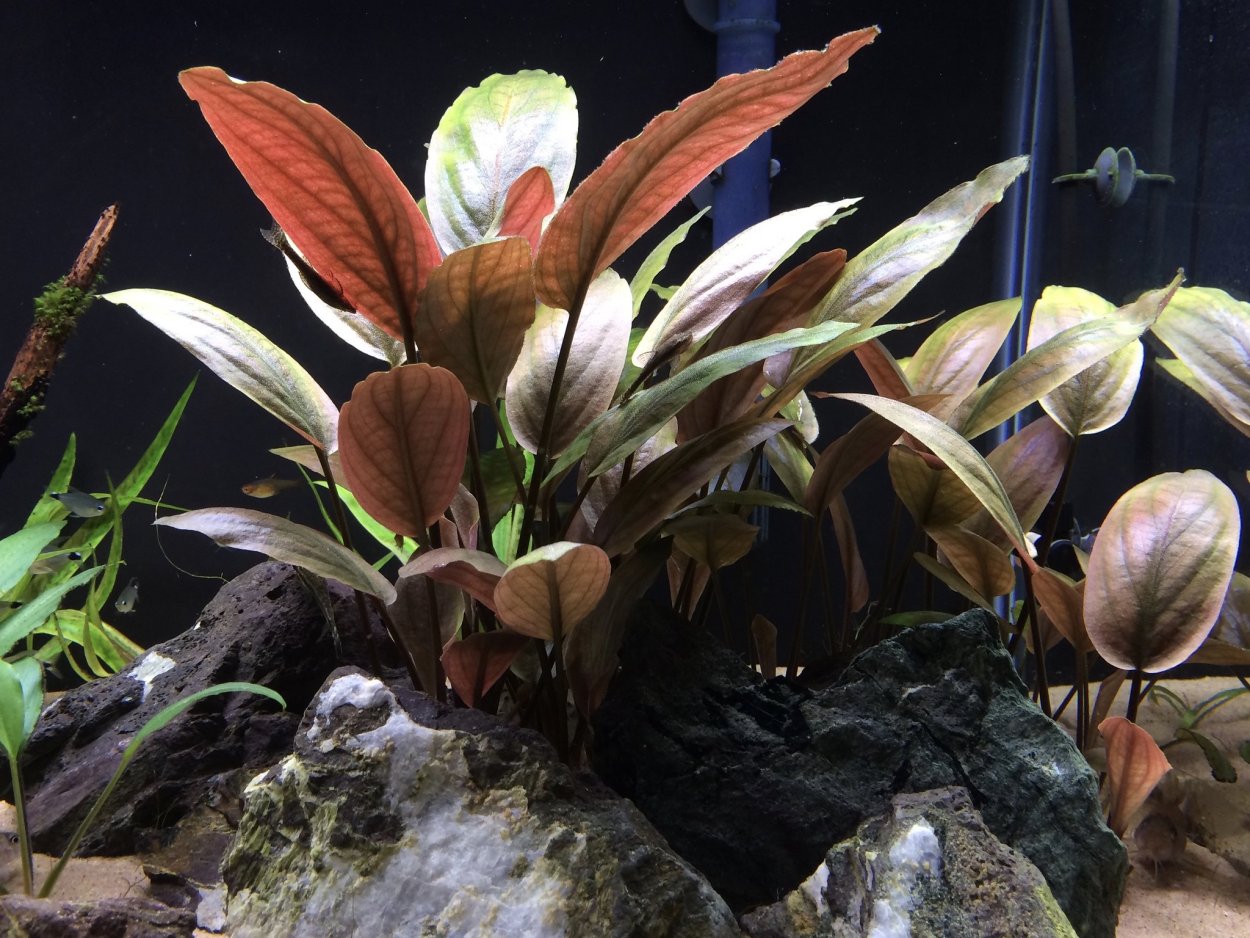 Лагенандра Меебольда