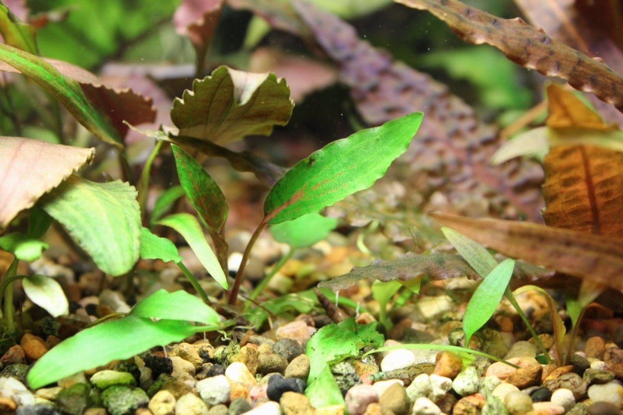 Старый аквариумист московские аквариумные растения