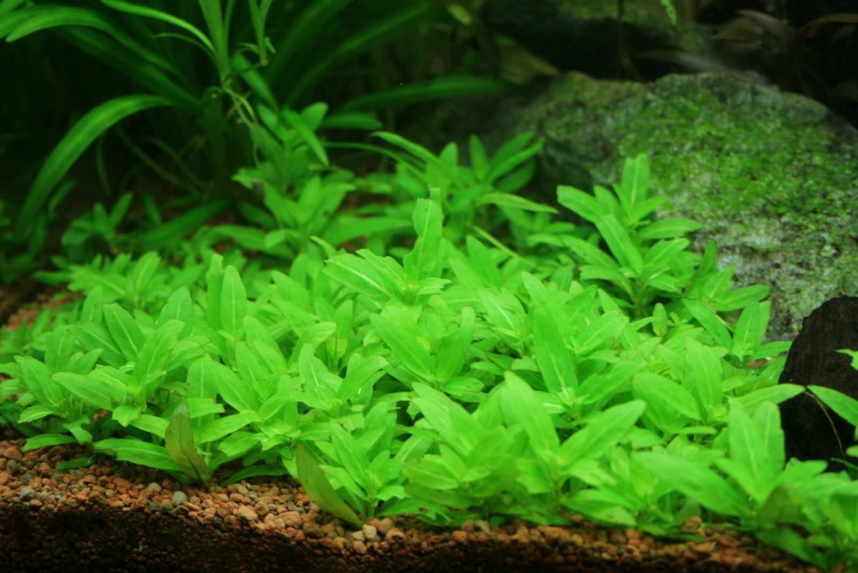 Бакопа Монье (Bacopa monnieri)