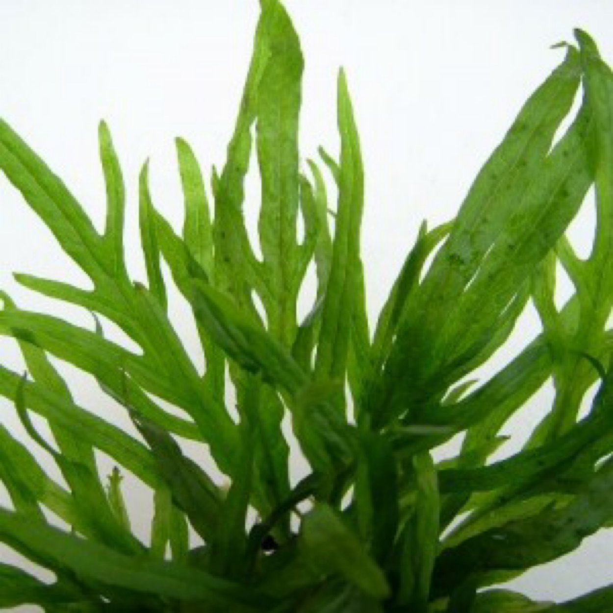 Альтернатера зеленая бетзикиана