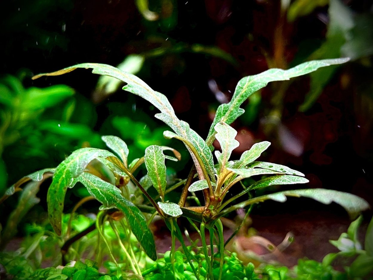 Бликса Японика аквариумное