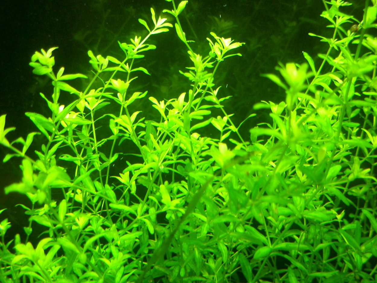 Криптокорина Розен мейден