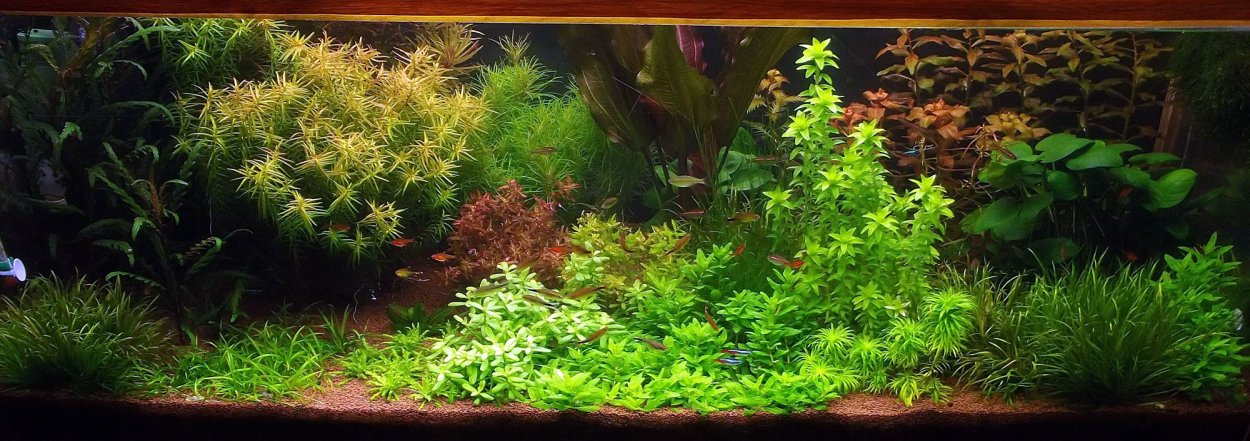 Гидрокотила трипартита аквариумное растение