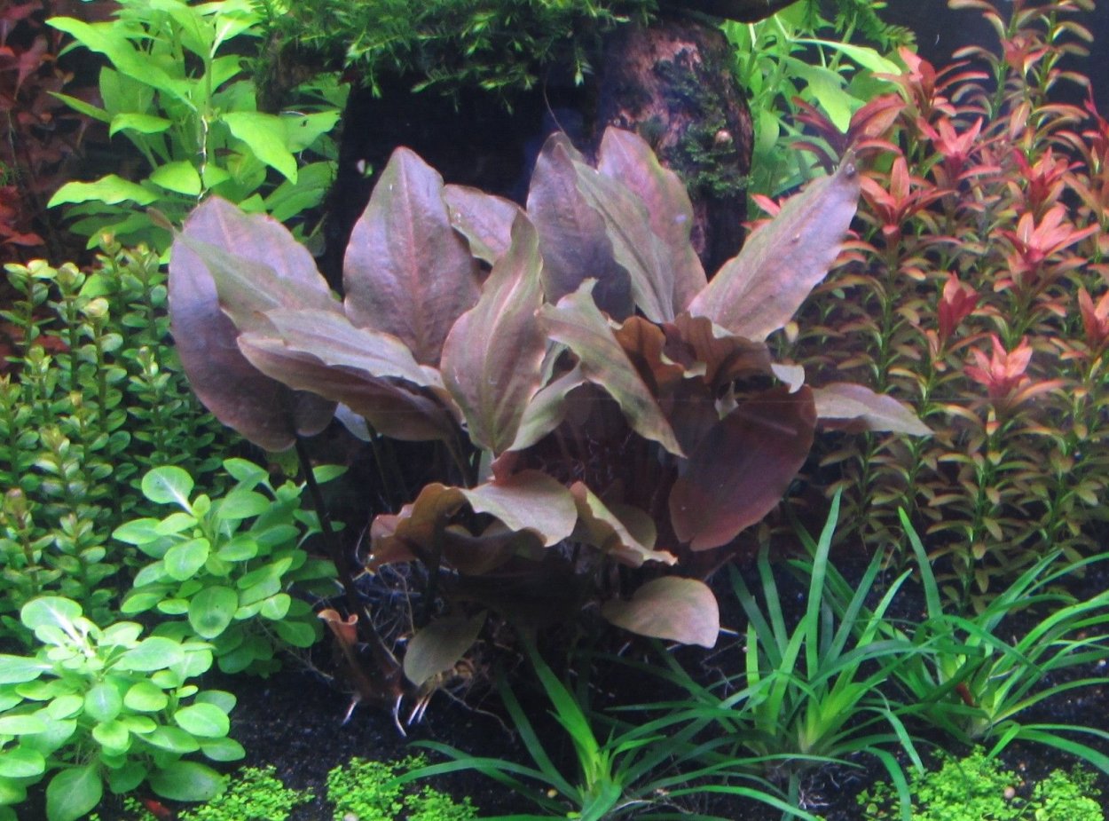 Лагенандра Меебольда красная (Lagenandra meeboldii Red)