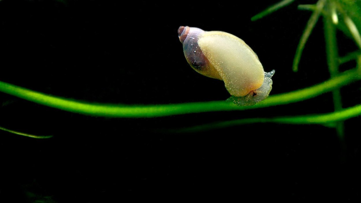 Папоротник Crepidomanes SP.