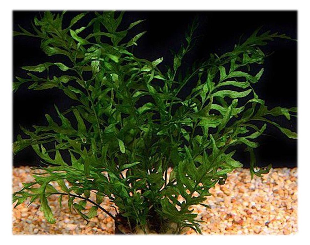 Незея педицелата Nesaea