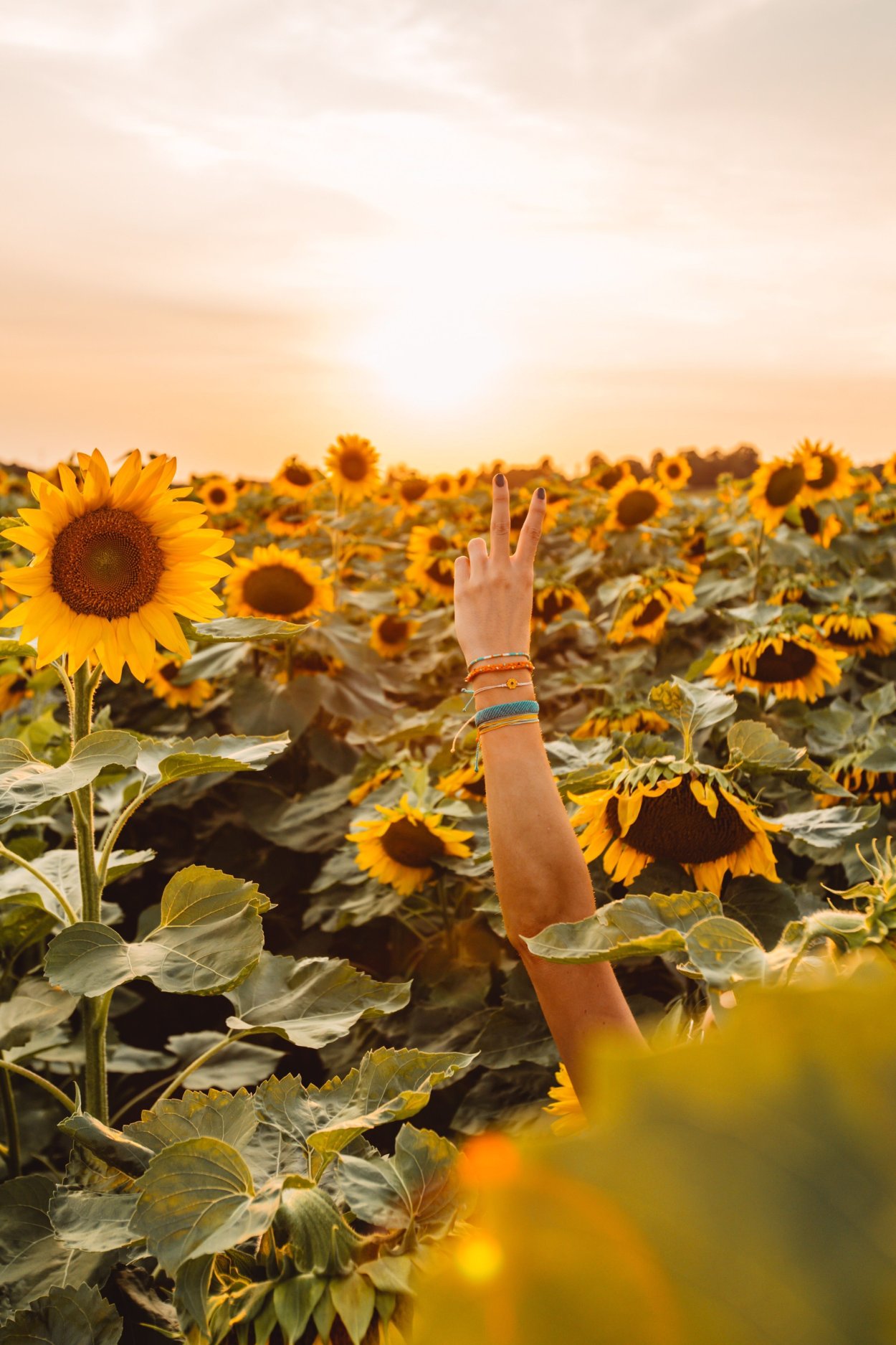 Девочка с подсолнухами