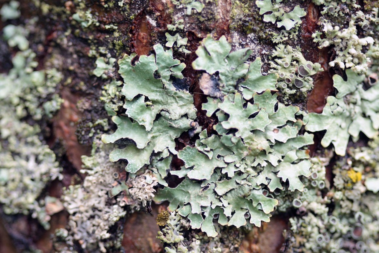 Гипогимния физодес