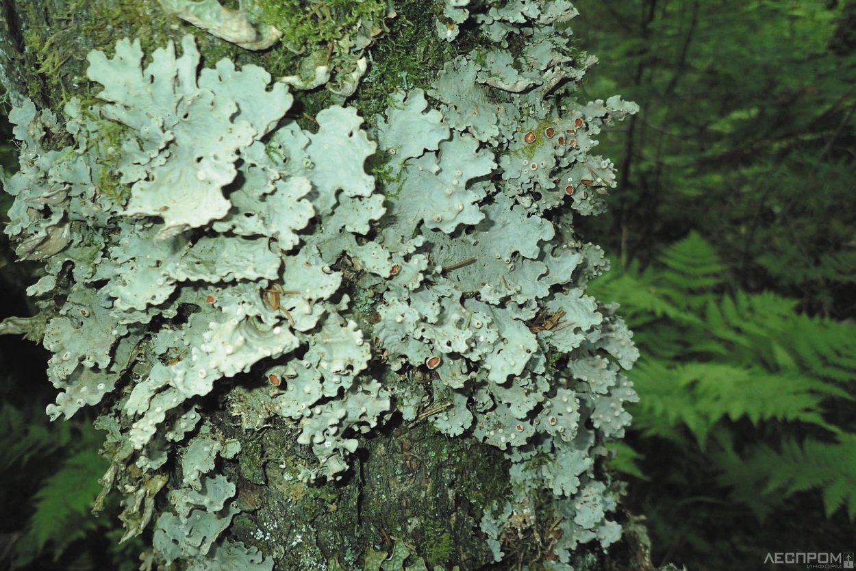 Лобария лёгочная