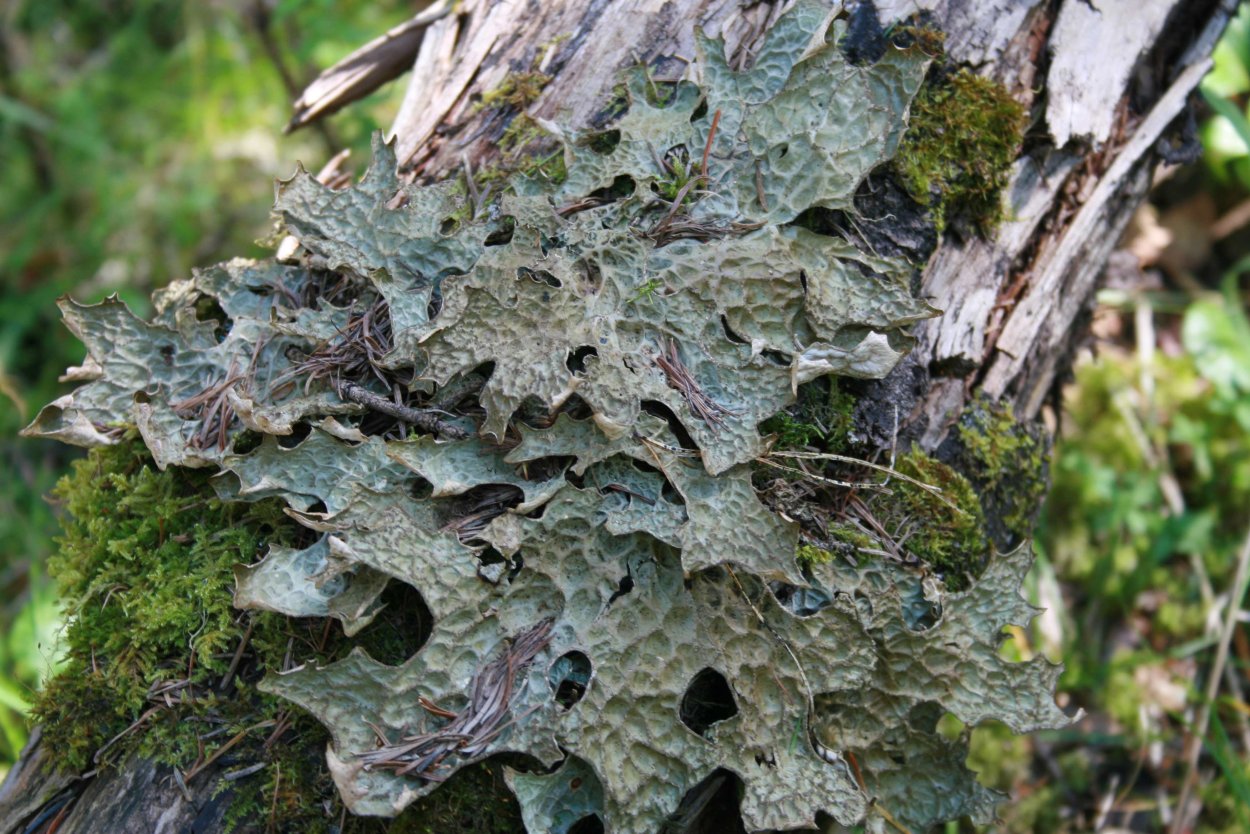Лишайники накипные листоватые