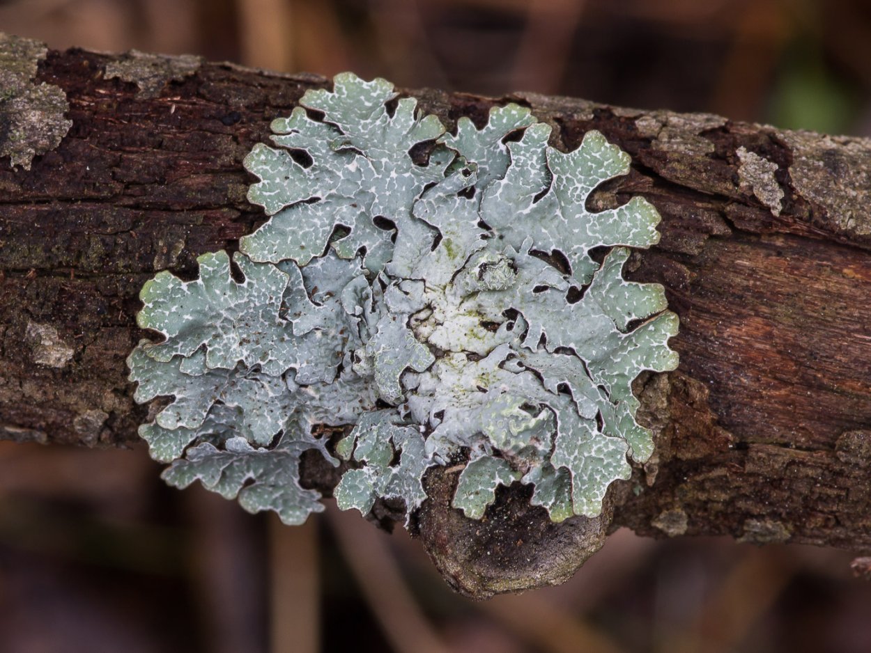 Накипные лишайники