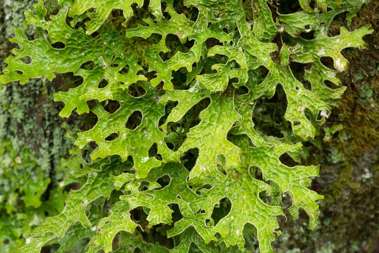 Самый редкий лишайник в мире