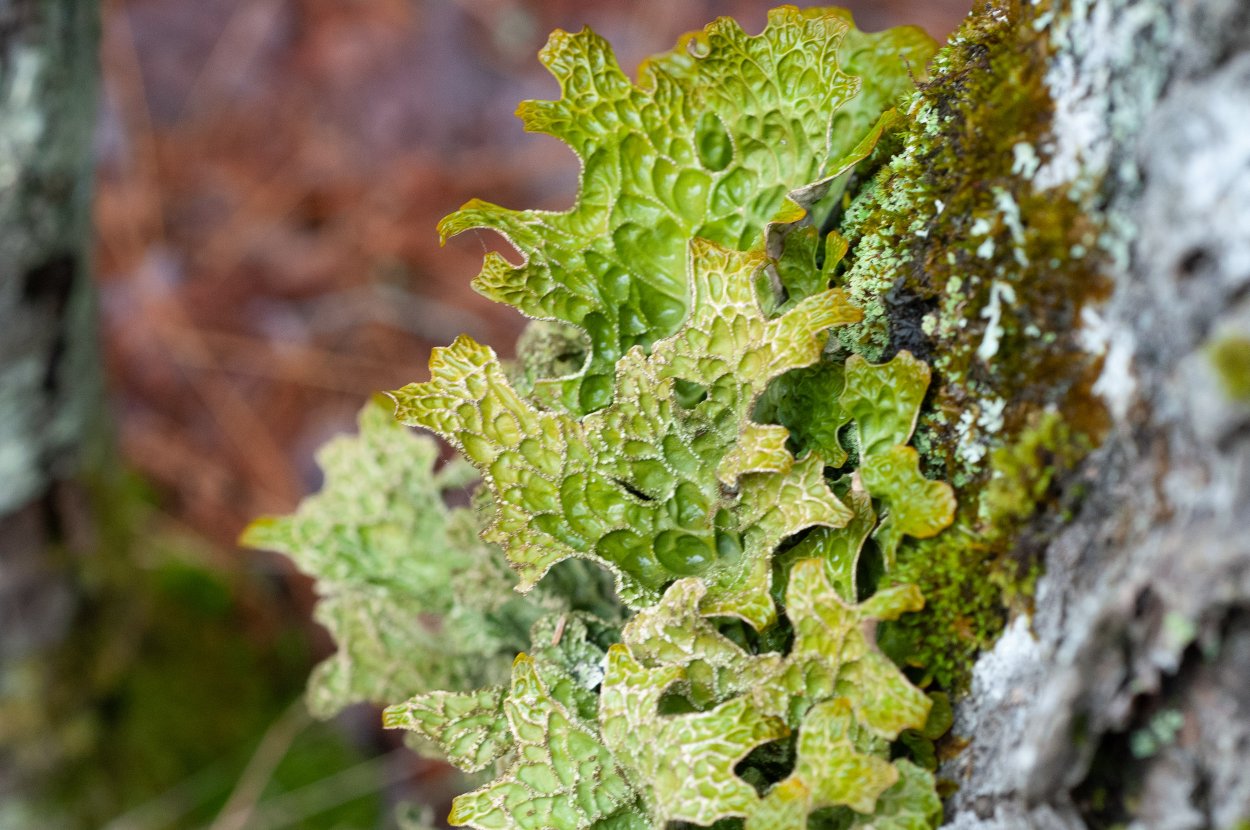 Пармелия бороздчатая