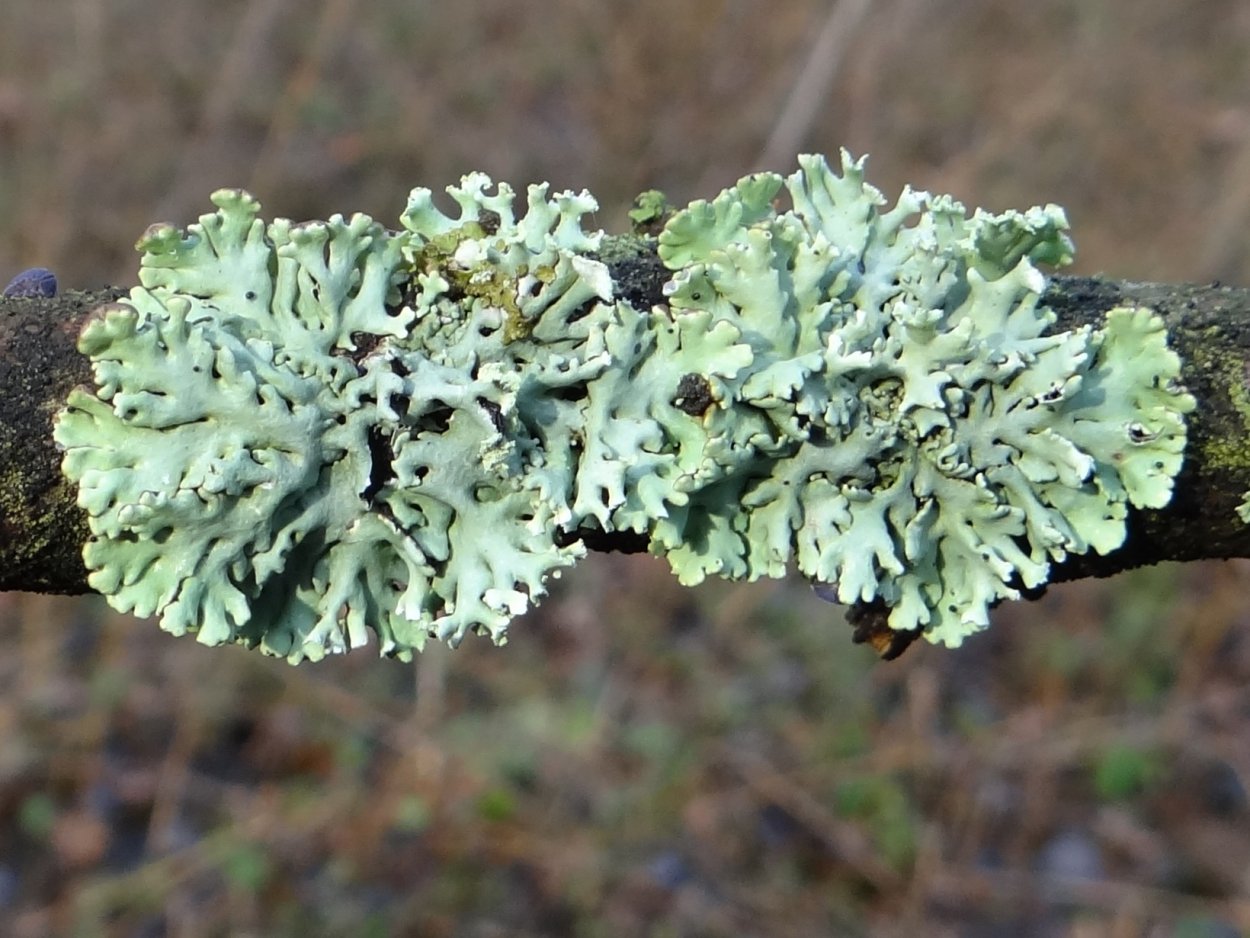 Лобария Пульмонария лишайник