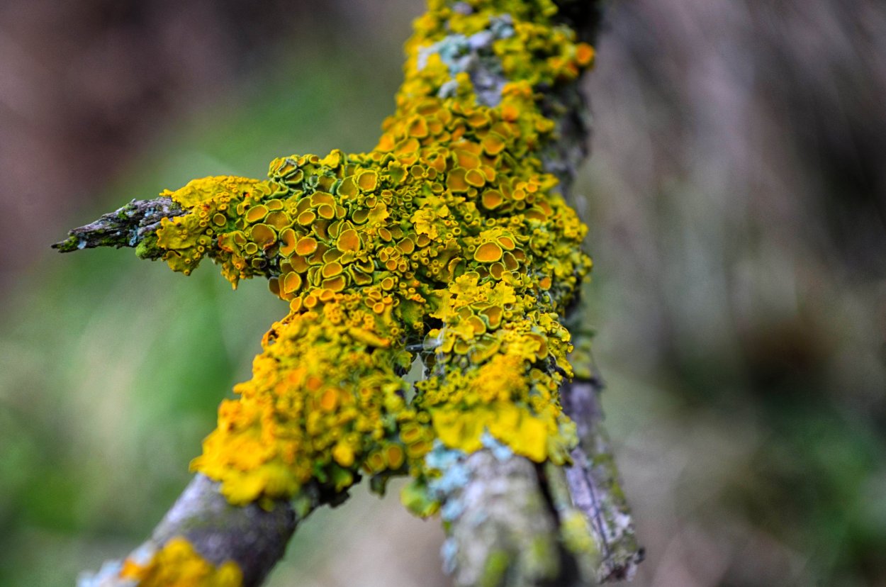 Ксантория лишайник накипной