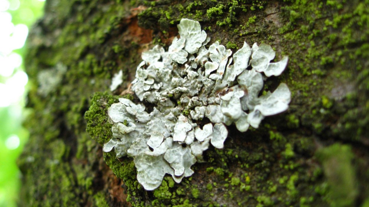 Листоватое слоевище лишайников