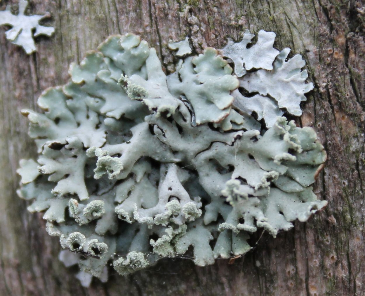 Лишайники накипные листоватые