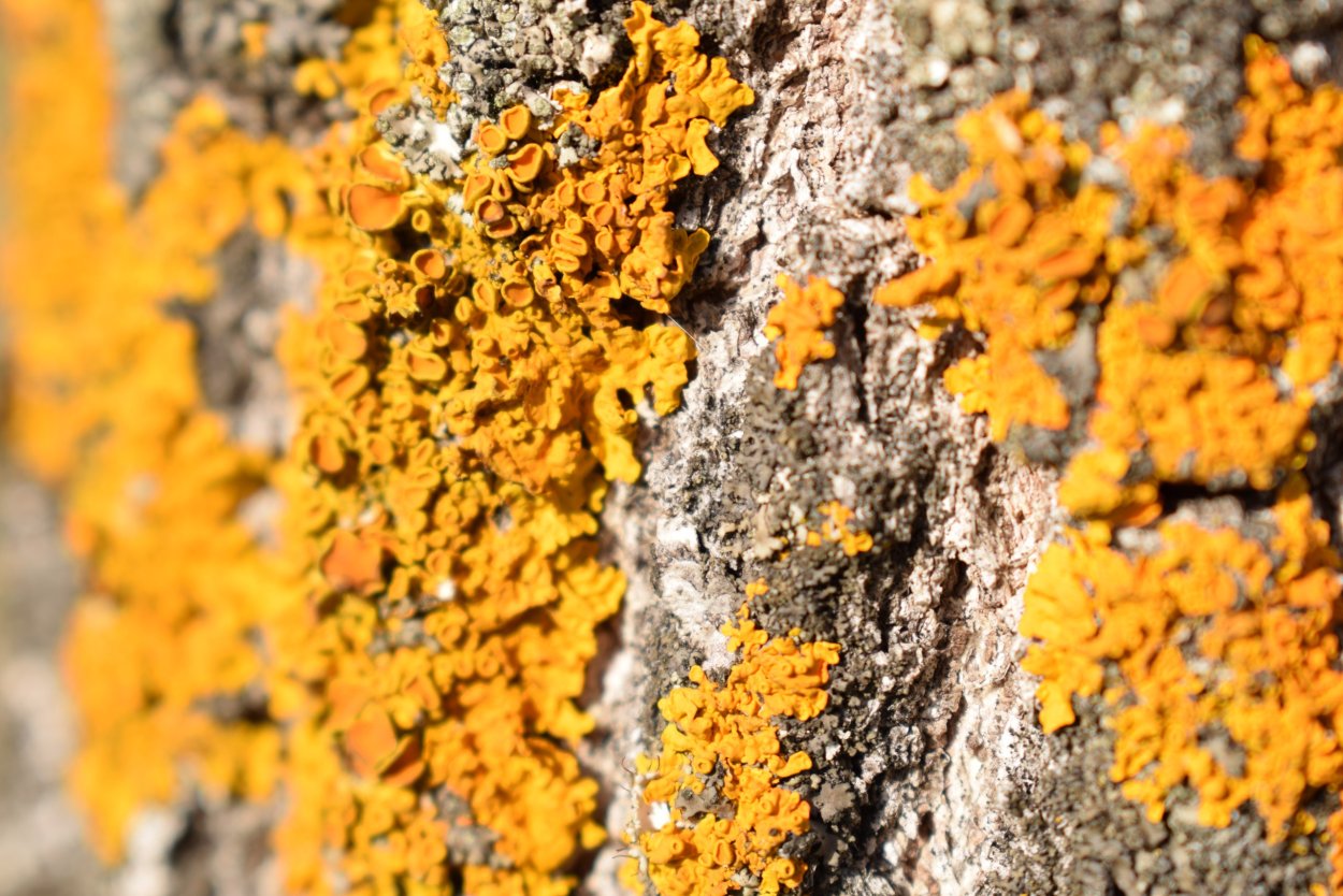 Пармелия сульката