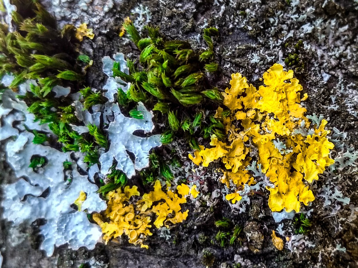 Xanthoria parietina лишайник