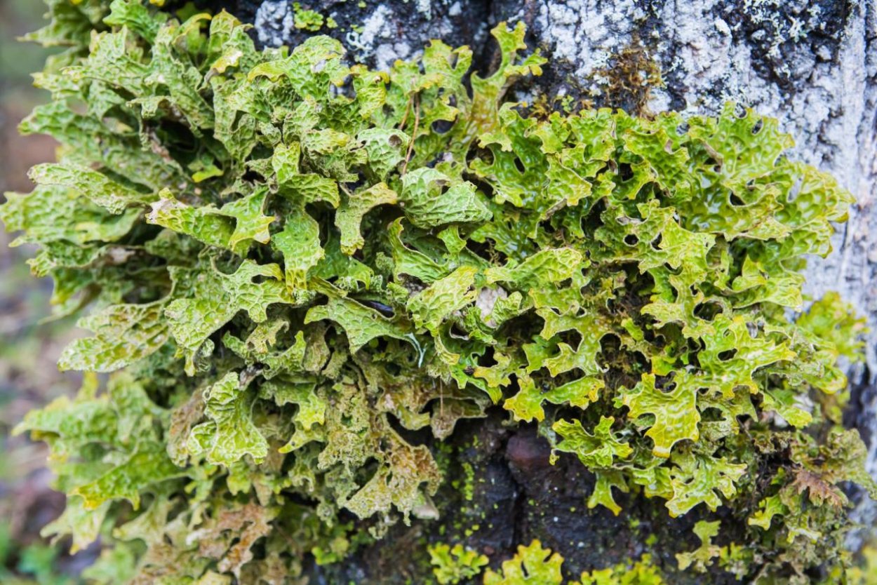 Кладония листоватая
