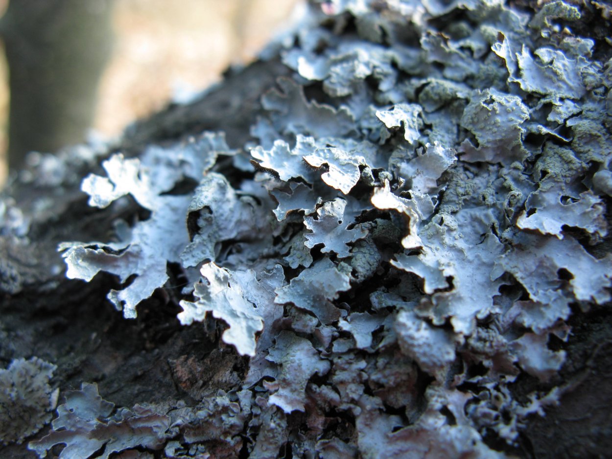 Стенная золотянка лишайник