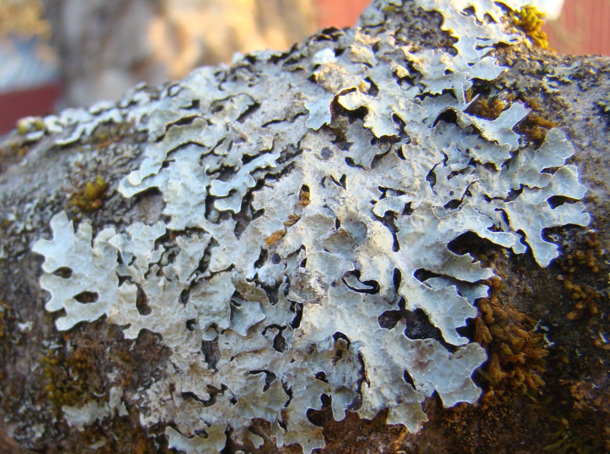 Кладония листоватая Cladonia foliacea